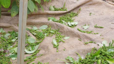 Pepper-Peppercorn-harvesting-background-with-no-people,-green-fruits-or-berries-falling-down