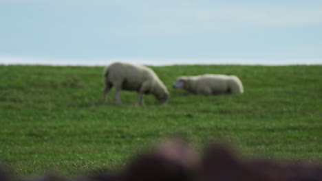 classical shot of blur sheep shot