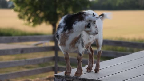 Goat-on-top-of-a-box-on-a-farm-in-Williamston,-Michigan-with-a-close-up