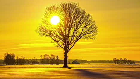 sun flowing on golden sky with tree silhouette in foreground, time lapse