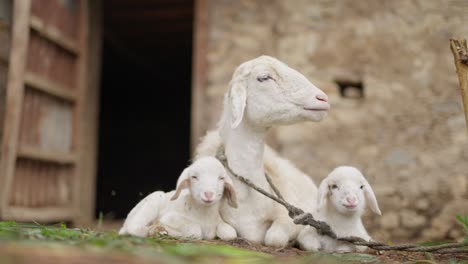 sheep and baby in village