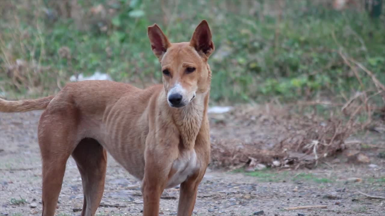 Lean stray dog stands alert on dirt road in a rural setting. Realistic 4K footage ideal for documentaries, awareness campaigns or animal welfare projects.