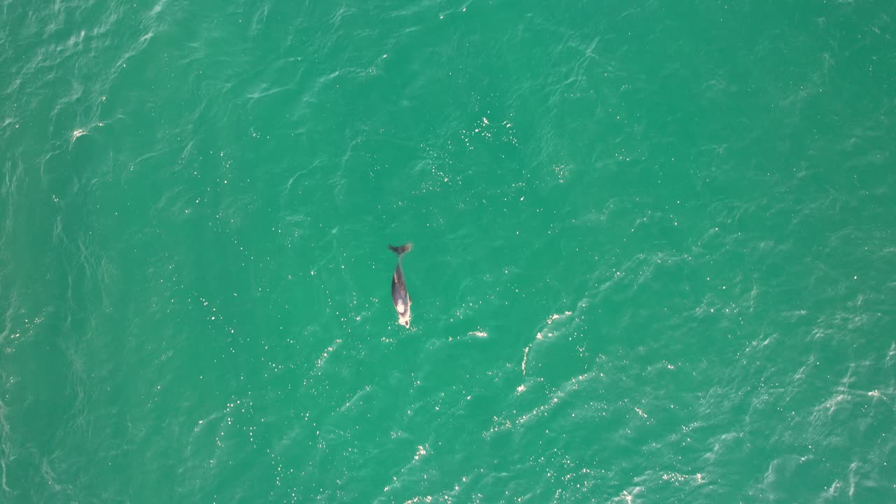 Bottlenose Dolphin Swimming In Turquoise Ocean In Australia - Drone Shot