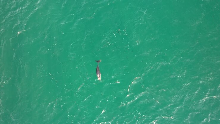 Bottlenose Dolphin Swimming In Turquoise Ocean In Australia - Drone Shot