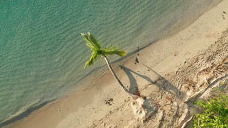 palmera alta en la orilla arenosa besada por el agua azul brillante del mar en una playa en la isla de fiji en un día de verano - disparo aéreo de drones