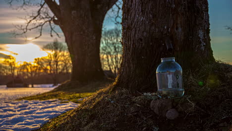 view of jar been filled up with maple juice flowing in cold winter sunset timelapse from a tree hollow