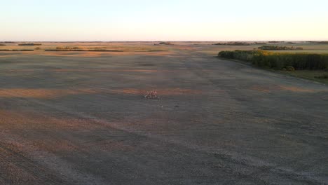 Aerial-shot-of-pronghorn-antelope-herd-running-into-frame-and-off-in-the-distance-during-sunset-in-Alberta,-Canada