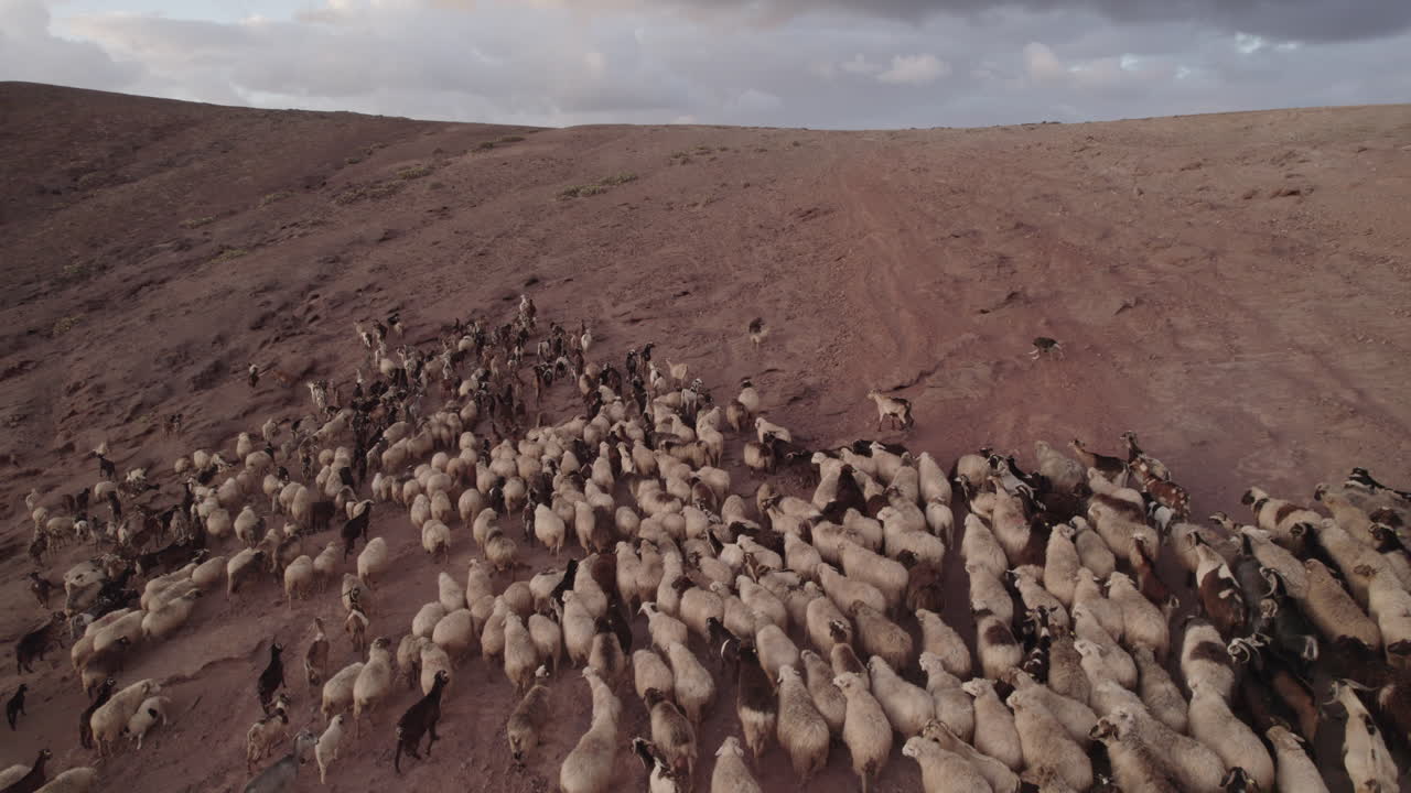 Ripresa aerea che segue un gregge di pecore e capre al tramonto, nel comune di Gáldar sull'isola di Gran Canaria, Roque Partido