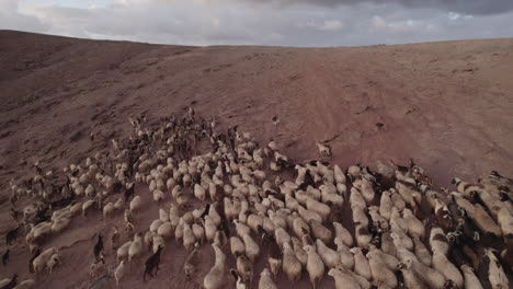 Aerial-shot-following-a-flock-of-sheep-and-goats-during-sunset,-in-the-municipality-of-Galdar-on-the-island-of-Gran-Canaria,-Roque-Partido
