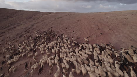 toma aérea siguiendo un rebaño de ovejas y cabras durante la puesta de sol, en el municipio de galdar en la isla de gran canaria, roque partido