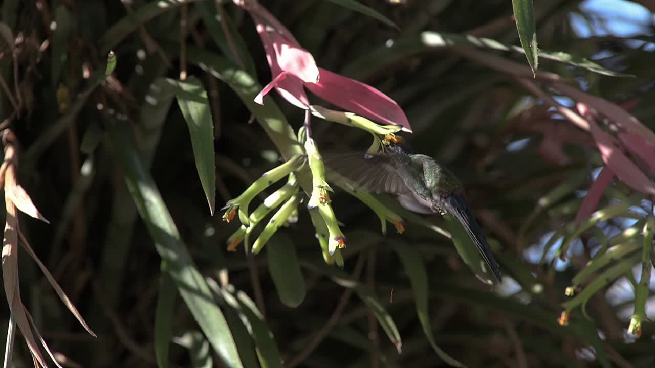 colibrí de cola de golondrina colibrí polinizando flor de bromelia
