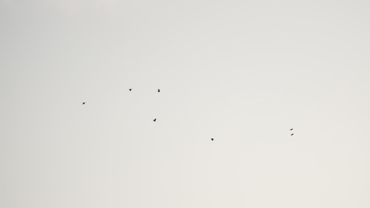 Minimalist sky scene with birds in flight, creating a serene, open atmosphere