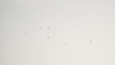 minimalist sky scene with birds in flight, creating a serene, open atmosphere