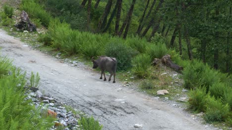 water buffalo oxen yak flaps tail and walks along trail in mountains of nepal