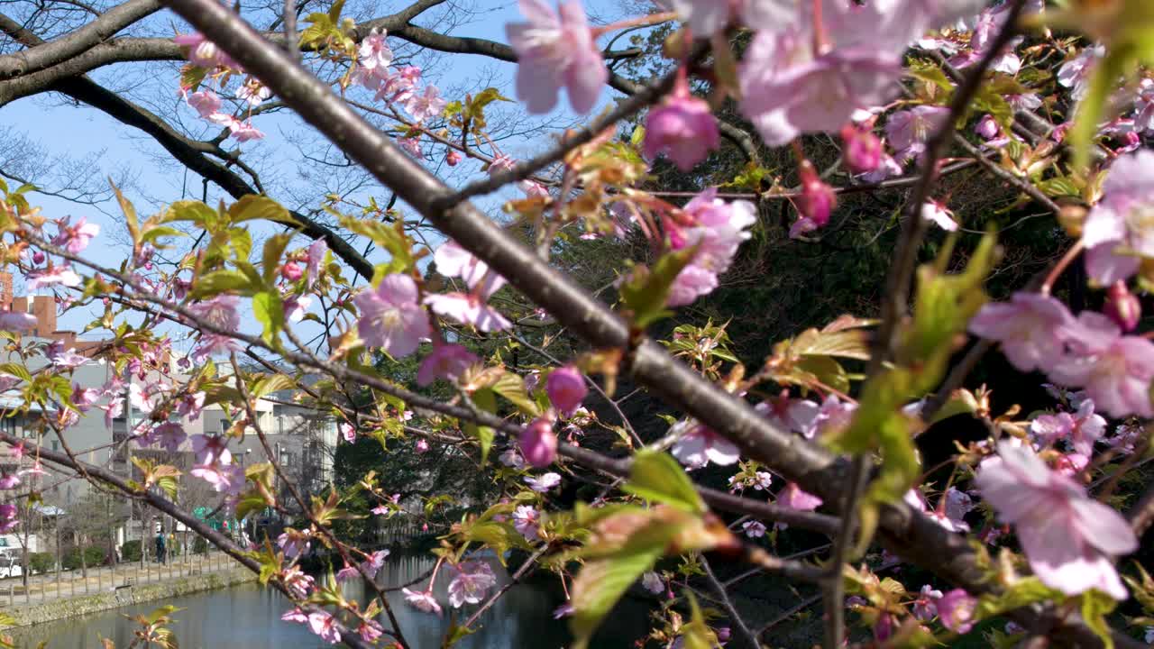 Primo piano di fiori di sakura rosa sui rami che ondeggiano dolcemente su un fiume sotto la luce solare intensa