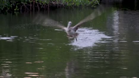 pelican diving for fish in florida canal