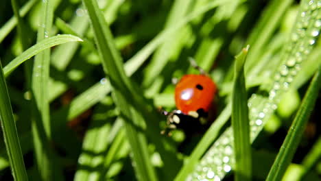 ladybug on grass