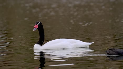 Una-Pequeña-Focha-De-Alas-Blancas,-Fulica-Leucoptera-Nadar-Pasar-Un-Elegante-Cisne-De-Cuello-Negro,-Cygnus-Melancoryphus-Descansando-Y-Flotando-En-Un-Lago-Ondulado,-Primer-Plano-Estático