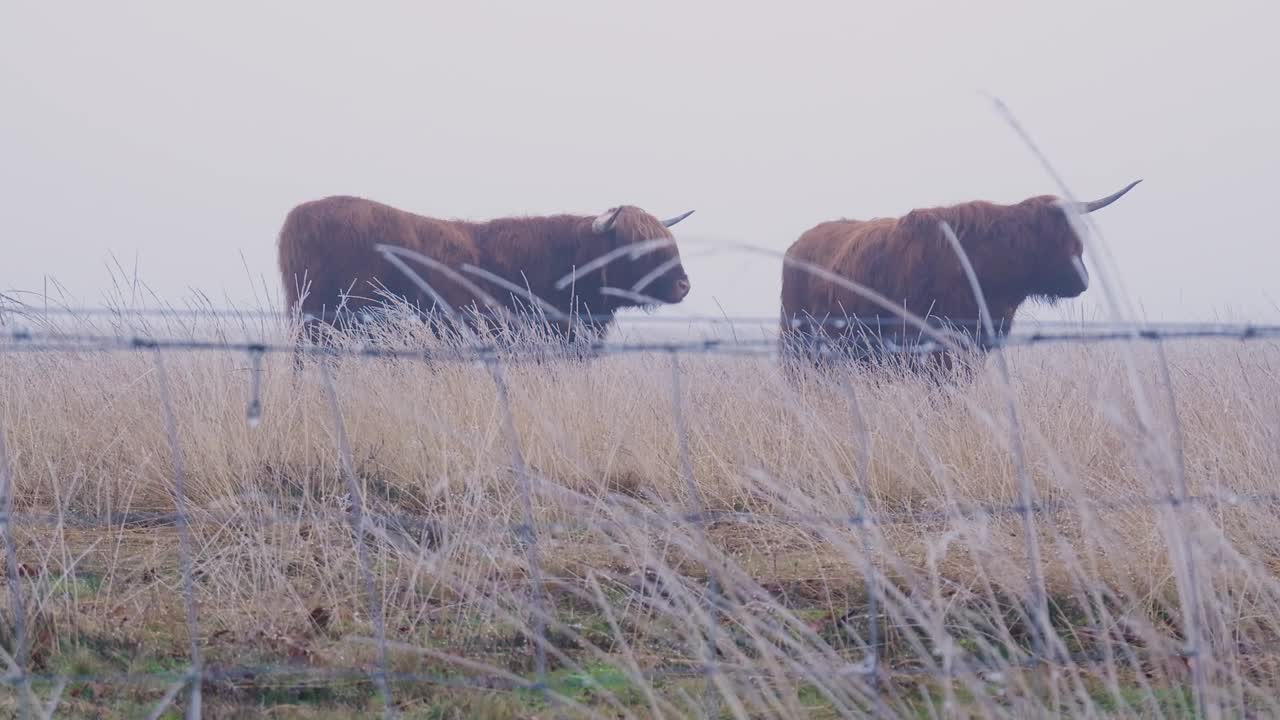 el ganado de las tierras altas en un campo de niebla