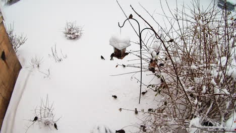 Un-Comedero-Para-Pájaros-En-El-Patio-Trasero-Está-Rodeado-Por-Una-Variedad-De-Pájaros-Después-De-Una-Tormenta-De-Nieve