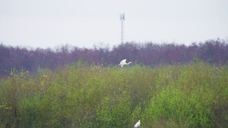 Western-great-egret-with-large-wings-flying-gracefully-above-trees