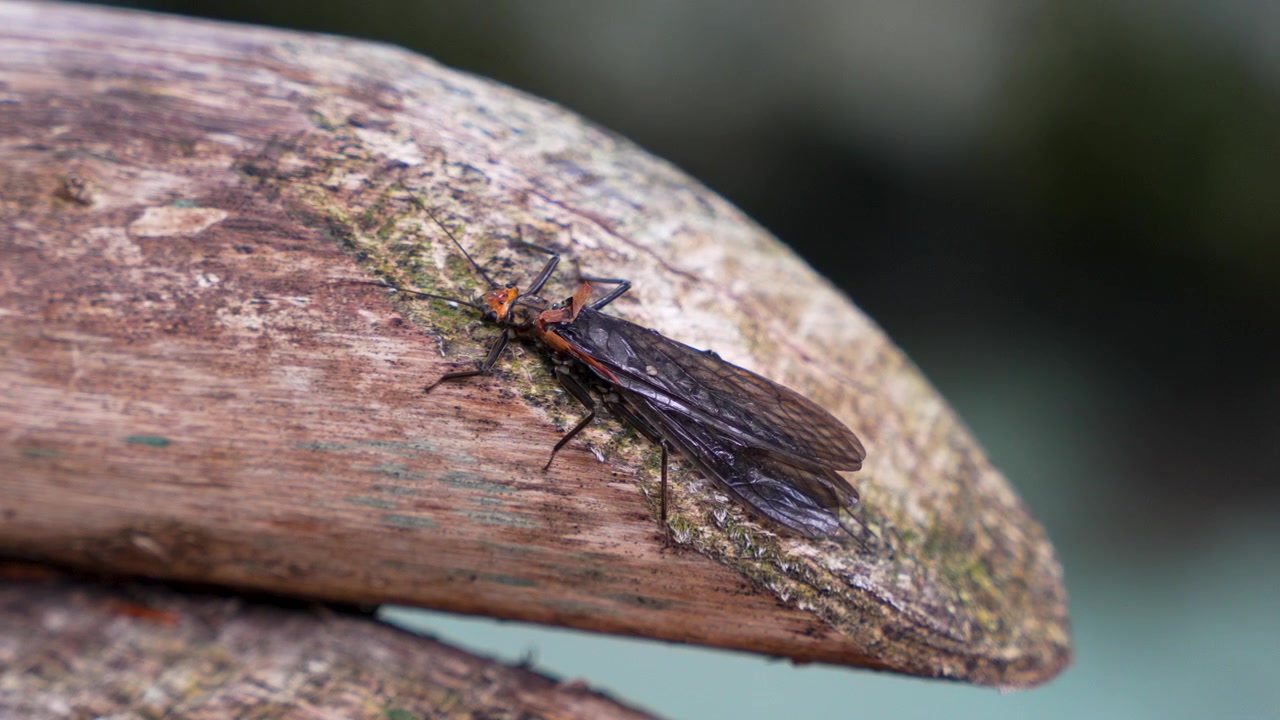 Macro close-up of stonefly resting on wooden railing beside mountain river, wildlife, environmental and nature view.