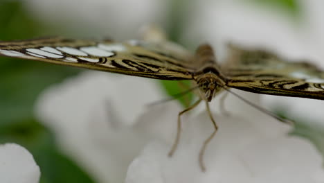 macro extrema cerca de mariposa ocupada descansando sobre una flor blanca en el desierto
