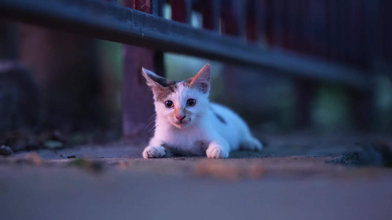 Gattino carino sdraiato sul cemento che poi si allontana.