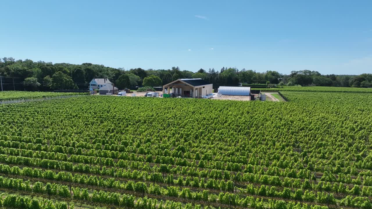 A drone view of a Long Island vineyard under a beautiful blue sky, with clear skies stretching above the rolling vineyards