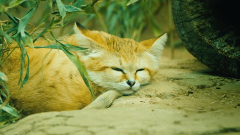 Nahaufnahme-Der-Sandkatze---Felis-Margarita