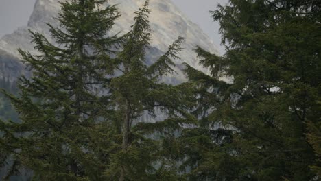 looking through trees at a high mountain peak