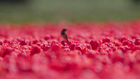 White-spotted-blue-throat-bird-perched-on-red-blossoms-flaps-wing-flying-in-slow-motion-witsterblauwborst