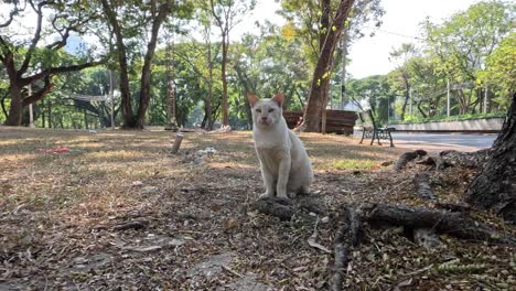 a white cat moves and observes in a park setting.