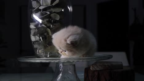 Persian-kitten-exploring-its-surroundings,-standing-above-a-crystal-base