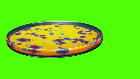 Green-Screen-Vibrant-evolving-yellow-bacteria-culture-or-abstract-virus-ascending-in-nutrient-fluid-and-forming-patterns-in-a-petri-dish,-seen-from-a-side-view-in-a-medical-lab-render