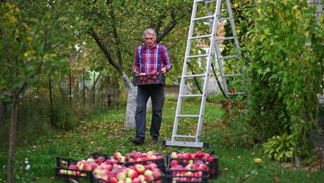 old man piles boxes filled with apples in one place on the ground. harvest of fresh organic fruit picked in the rural garden.