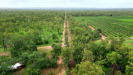 aerial drone of land divided with dirt access track roads separating agriculture fields from raw untouched outback forest