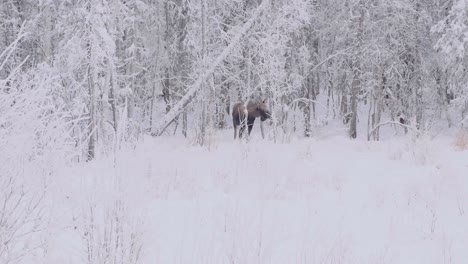 moose standing in anchorage forest, freshly fallen snow in pristine environment 4k