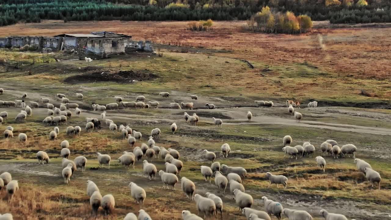 Pecore al pascolo in un prato di montagna vicino a un villaggio in Georgia, Caucaso