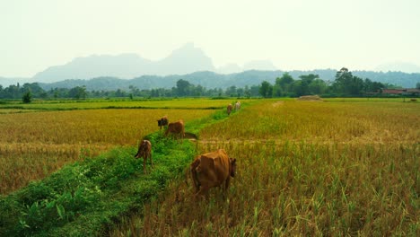 group of cow walking and eating grass in a pasture with picturesque mountains in the background