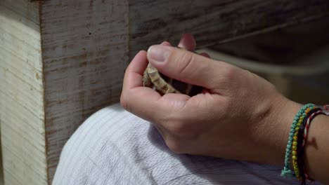 Close-up-on-caucasian-woman's-hands,-holding-and-caressing-a-baby-leopard-tortoise-indoors-4K