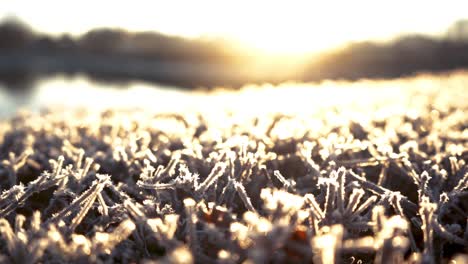 amazing morning sunrise with hoarfrost on bush