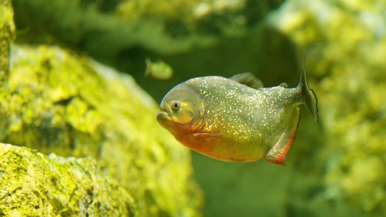Piranha rosso che nuota in un acquario d'acqua dolce