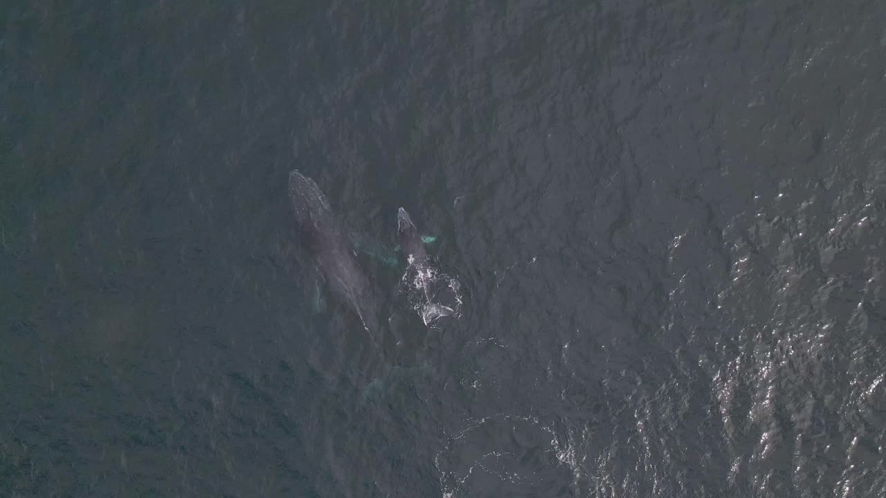 아름다운 고래 엄마와 아기 송아지 표면, 4k 조감도