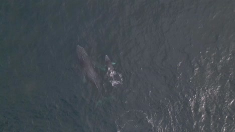 beautiful whale mother and baby calf surfacing, 4k aerial view