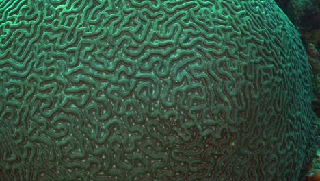 Big-Brain-coral-details,-close-up-macro-shot