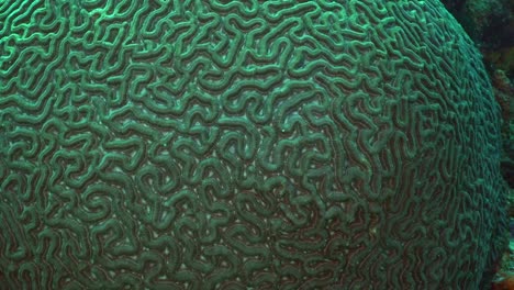 grandes detalles de coral cerebral, primer plano macro