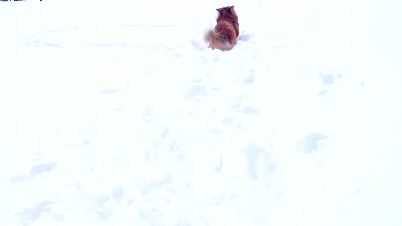 funny corgi fluffy puppy walking outdoors at the winter day