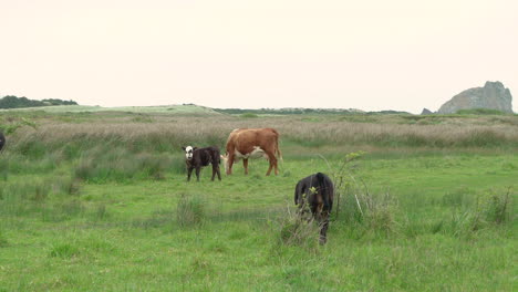 terneros con sus madres pastando en un pasto en el río sixes y cabo blanco en la costa sur de oregon