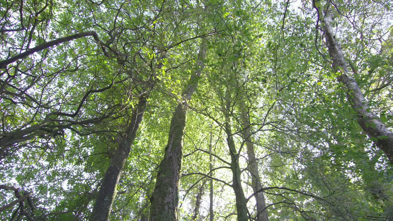 Camera looking up at the tall trees in a forest